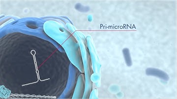Discover microRNA origins and the latest technology for miRNA research