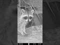 Raccoon CAUGHT Foraging at Night on Our Trail Camera! #shorts