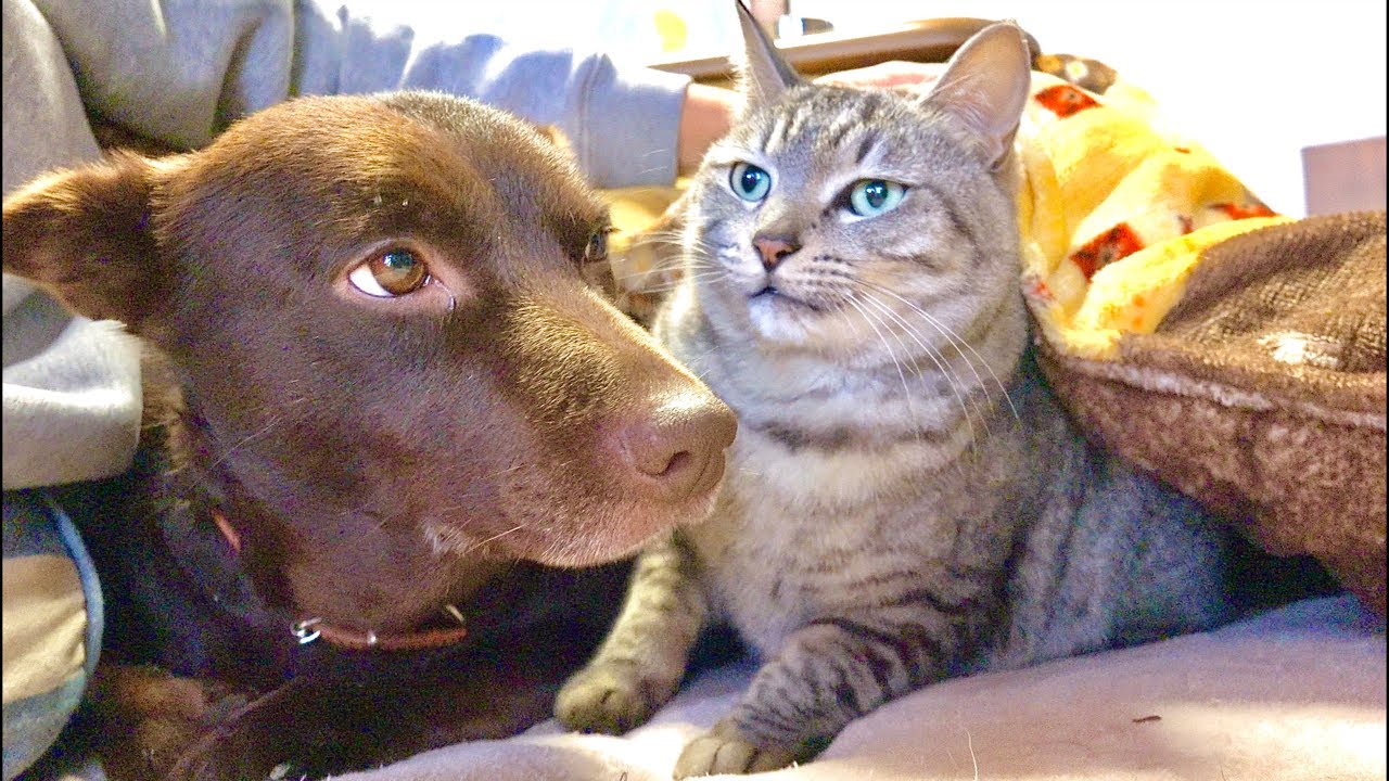 朝】起きたくない人へ（猫×水）Deep Relax ASMR｜Cat Purring & Wooden