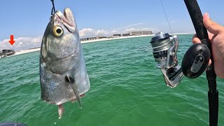 I Tossed a CUT BAIT! along this Damaged GULF PIER and Caught THIS! by Bama Saltwater 105,029 views 2 weeks ago 22 minutes