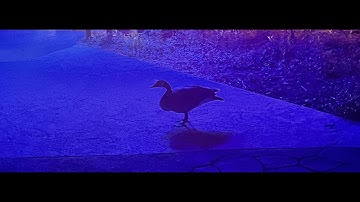 first server (join by catIdkidk, KyoFrost, Mito, possibly ValkyrieTea