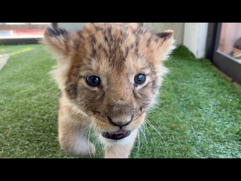 Akiyoshidai Safari Land: Baby lion born! January 2026 - YouTube Akiyoshidai Safari Land: Baby lion born! January 2026 - YouTube