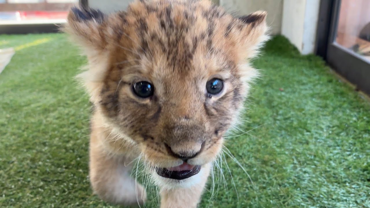 オオニシライオン Akiyoshidai Safari Land: Baby lion born! January 2026 - YouTube