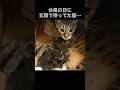 ティア出産後、子猫たちの成長記録
