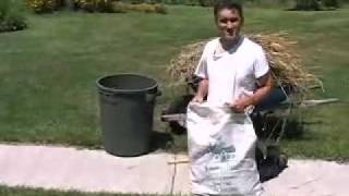 Growing Wheat in your home garden.mov