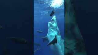 Killer Whale vs Great White Shark — Ocean's Greatest Showdown Ever Recorded!