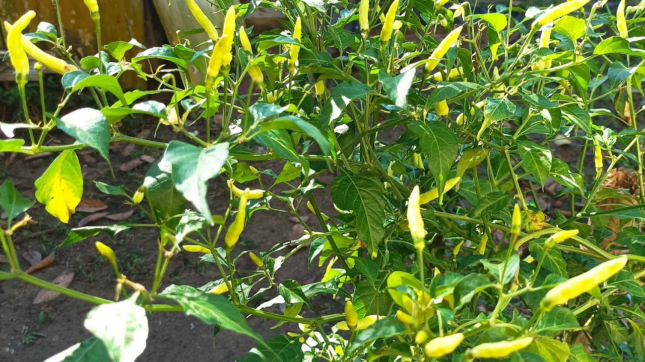 How to get more chillies on plant | Dhani lonka gach er porichorja ...