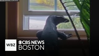 Webster police say they've captured wandering water monitor lizard