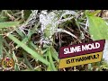 Slime Mold