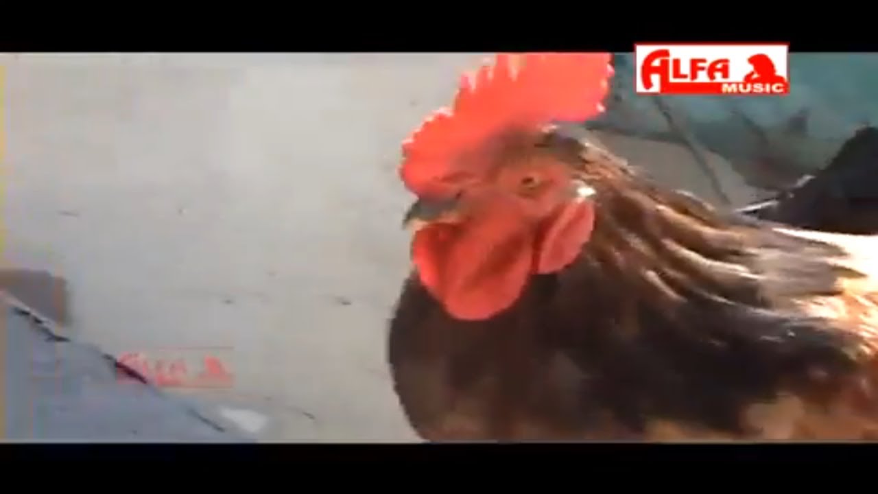 Murgo Bolyo Kukdu Ku | Shyam Bhajan | Alfa Music & Films