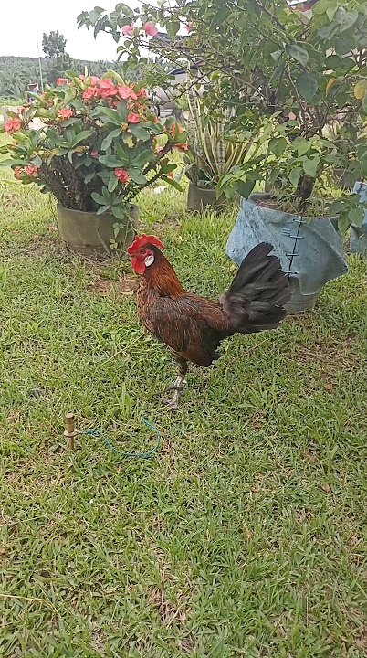 Kokok pikat sedut #ayamhutanmalaysia ayamhutansabah #salamsatuhobi