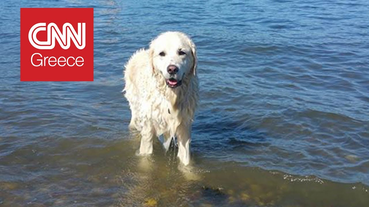 Τετράποδος ήρωας: Σκύλος βουτά στο νερό και σώζει ελαφάκι