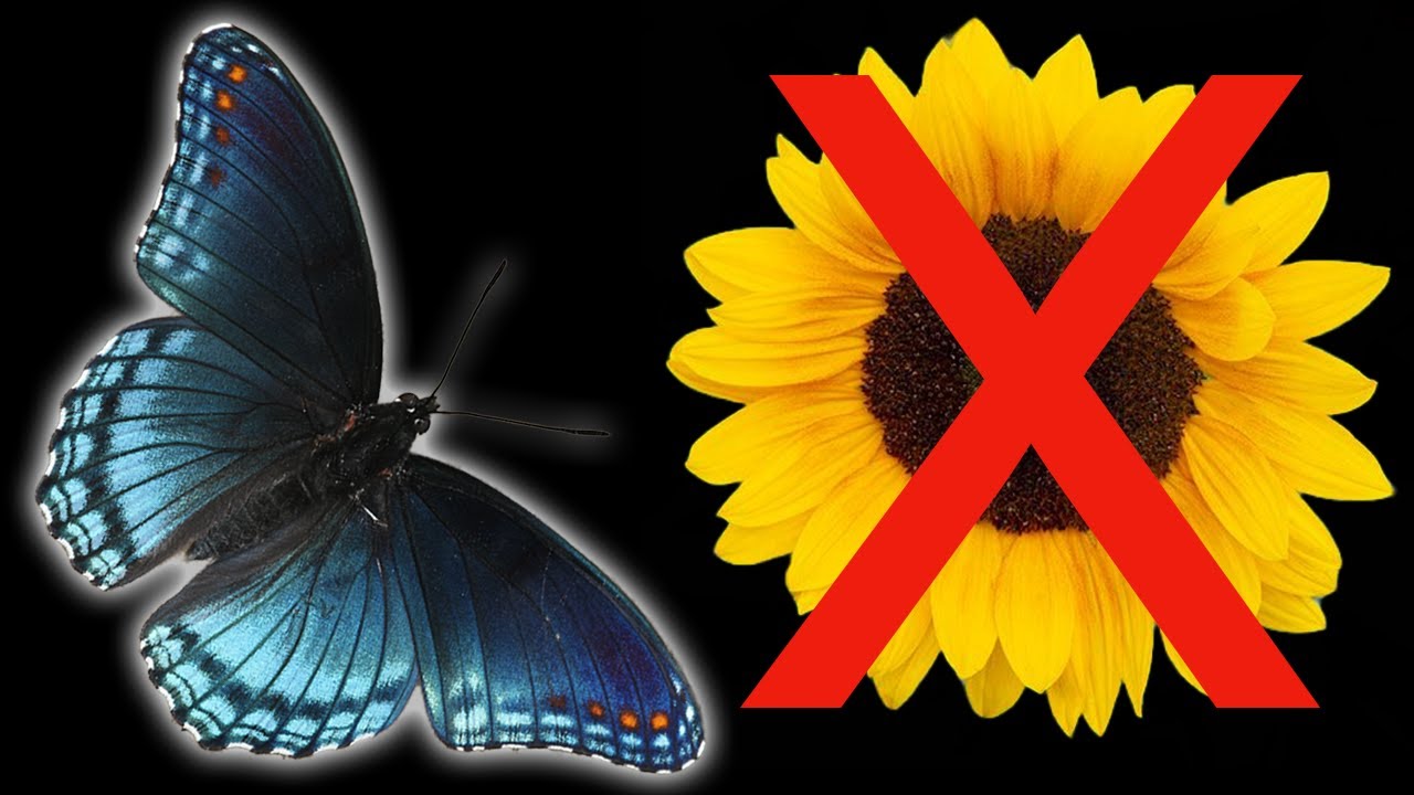 Attracting Butterflies No Flowers Needed! 🦋🌿 YouTube