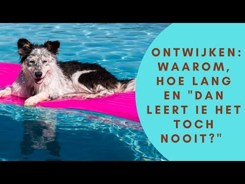 Video: Gemeenschappelijke huidomstandigheden bij honden