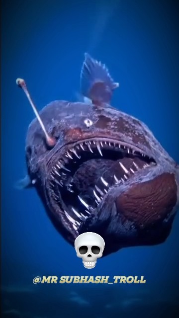 OCEAN ANIMALS TRANSFORMATION ☠️🔥😱 - YouTube