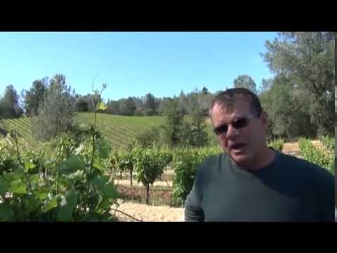 Portalupi Wines: Barbera ~ Shake Ridge