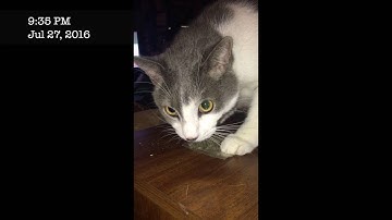 Diary of A Catnip Junkie