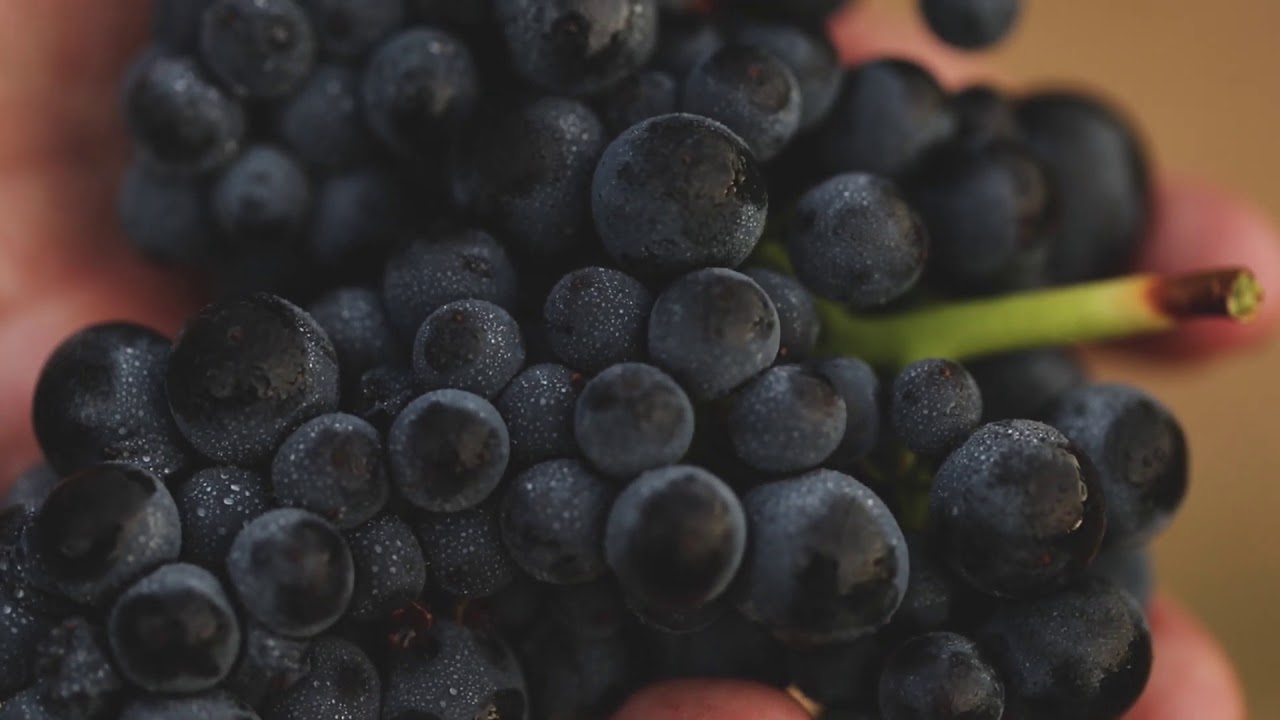 Introducing the Goldeneye Winery