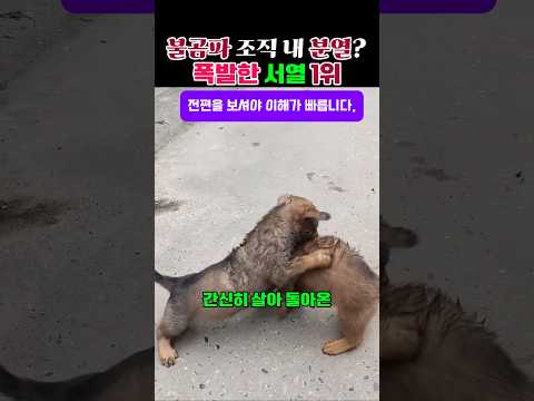 불곰파 조직 내 분열? #shorts #funny #puppy #dogs thumbnail
