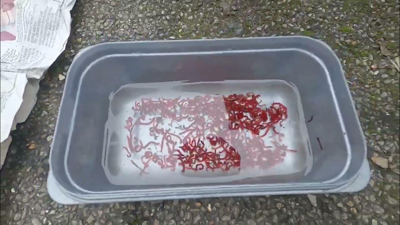 HOW TO KEEP BLOODWORM AND JOKER BETWEEN MATCHES YouTube HOW TO KEEP BLOODWORM AND JOKER BETWEEN MATCHES YouTube