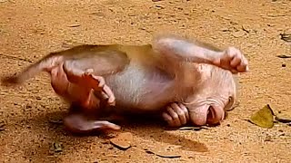 Oh While Baby Leo Have A Milk From Libby Fire Ant On Leo Body Bite He Very Hu-R-T