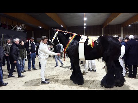 Belgian Draft Horses : The Most Beautiful Stallions in 2026