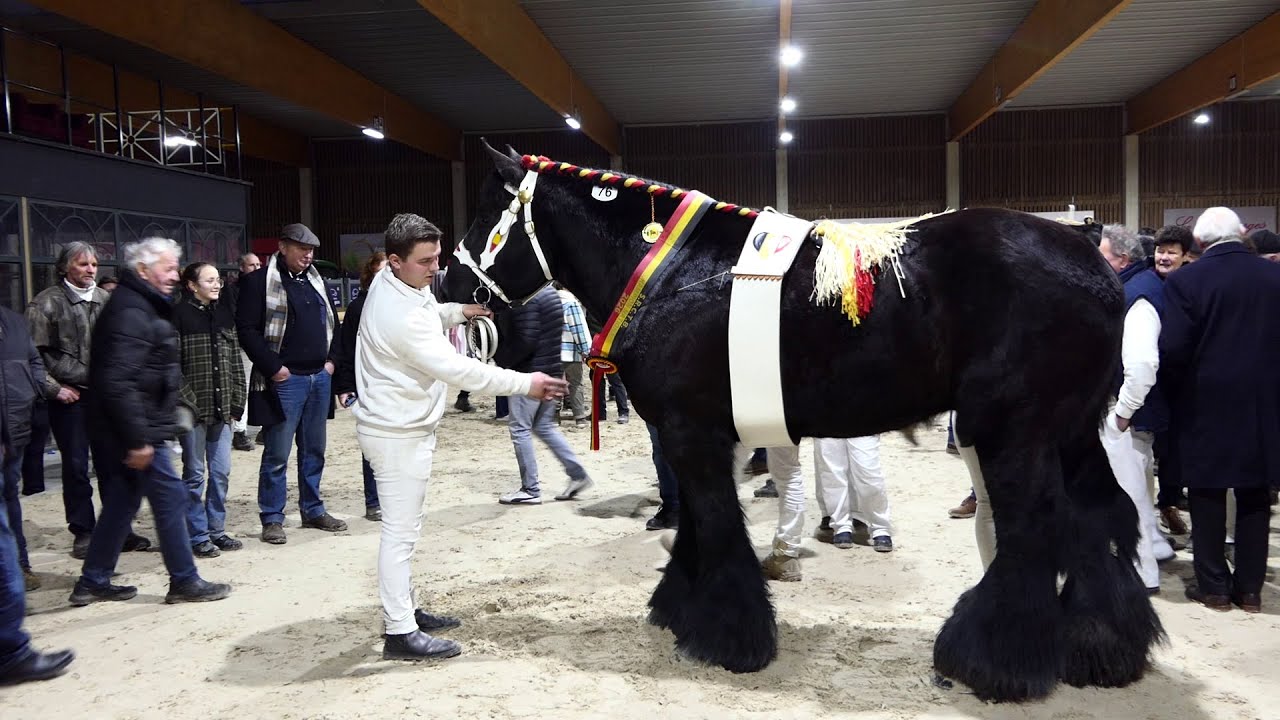 Belgian Draft Horses : The Most Beautiful Stallions in 2026