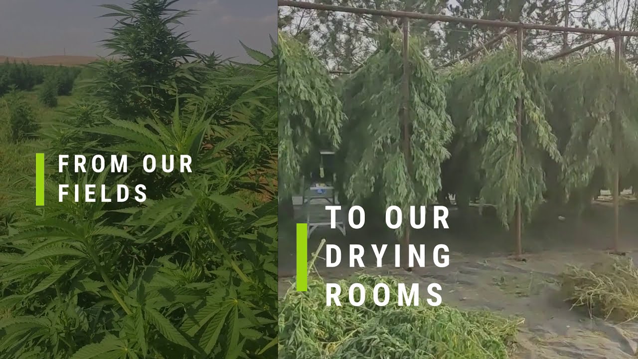 2020 hemp field, drying room, and curing bins