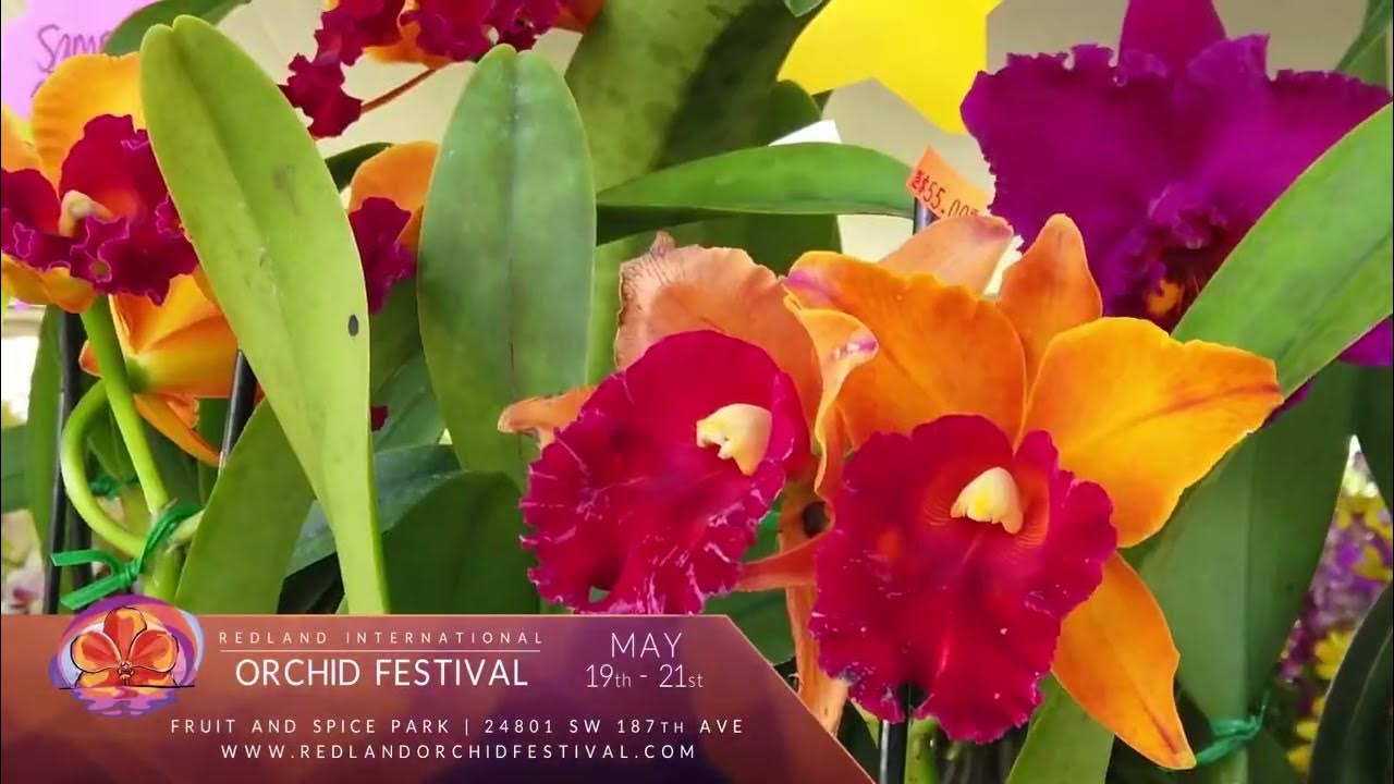 2023 Redland International Orchid Festival in 30 seconds YouTube