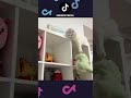 НОВЫЕ ПРИКОЛЫ с котами 2025 😅 Смешные коты, Смешные видео #shorts #смешныекоты #смешныеживотные