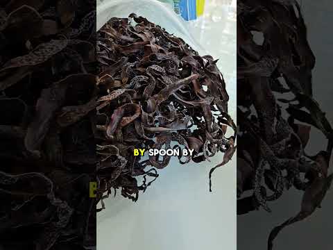 Did you know bladderwrack is just as potent if not more potent than sea moss? They are very powerful