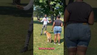 Why a HARNESS isn’t the best option! #dogtraining #viral #train #shorts #train #trending #viralvideo