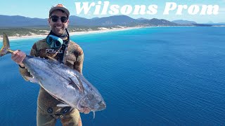 Spearfishing BLUEFIN TUNA in Wilsons Promontory, Australia
