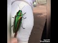 綺麗な玉虫を発見