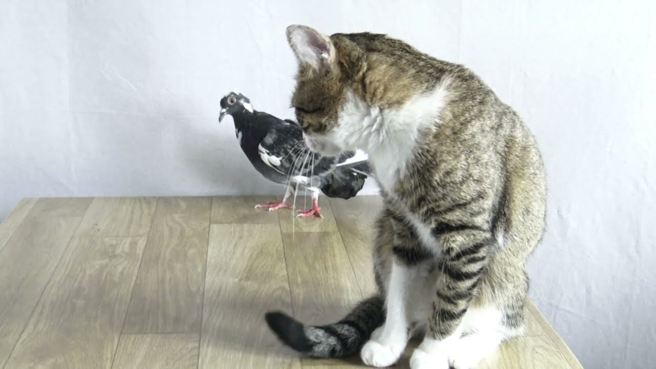 Quiet Moments Between a Cat and His Pigeon Friend