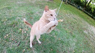 物凄い運動神経で猫じゃらしを捕まえる薄茶トラ猫