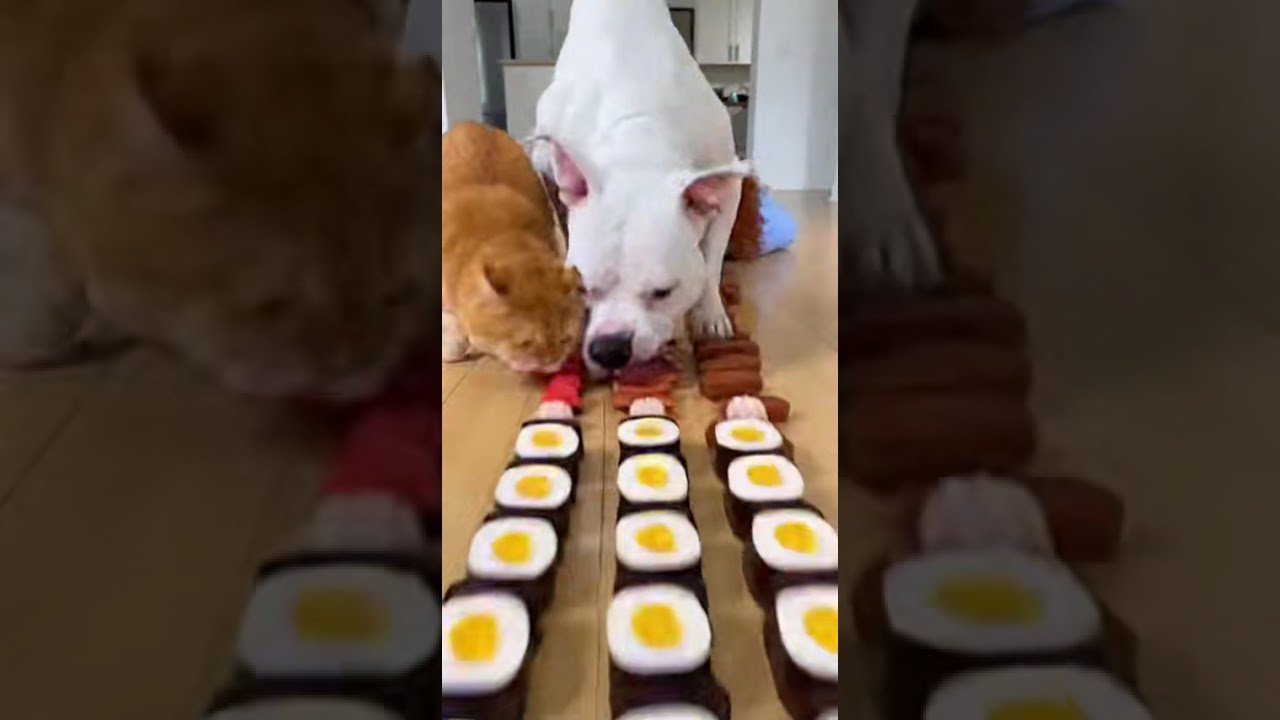 I tried my best... he didn't care #dog #cat #eatingchallenge #pets #food #funny