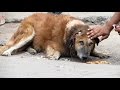 Rescue of an old street dog whose ear was torn to shreds – beautiful recovery.