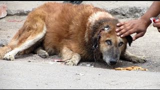 Rescue of an old street dog whose ear was torn to shreds - beautiful recovery.