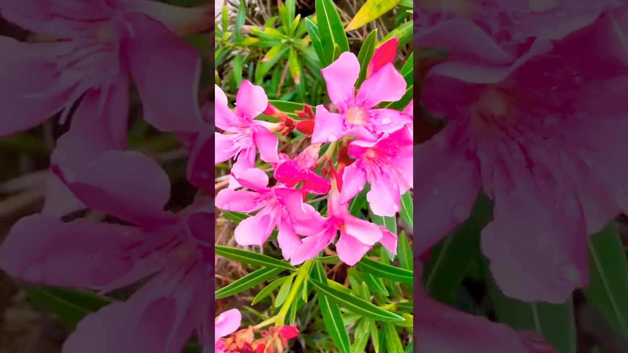 The Beauty of Nerium Oleander Flowers || Karaveera 