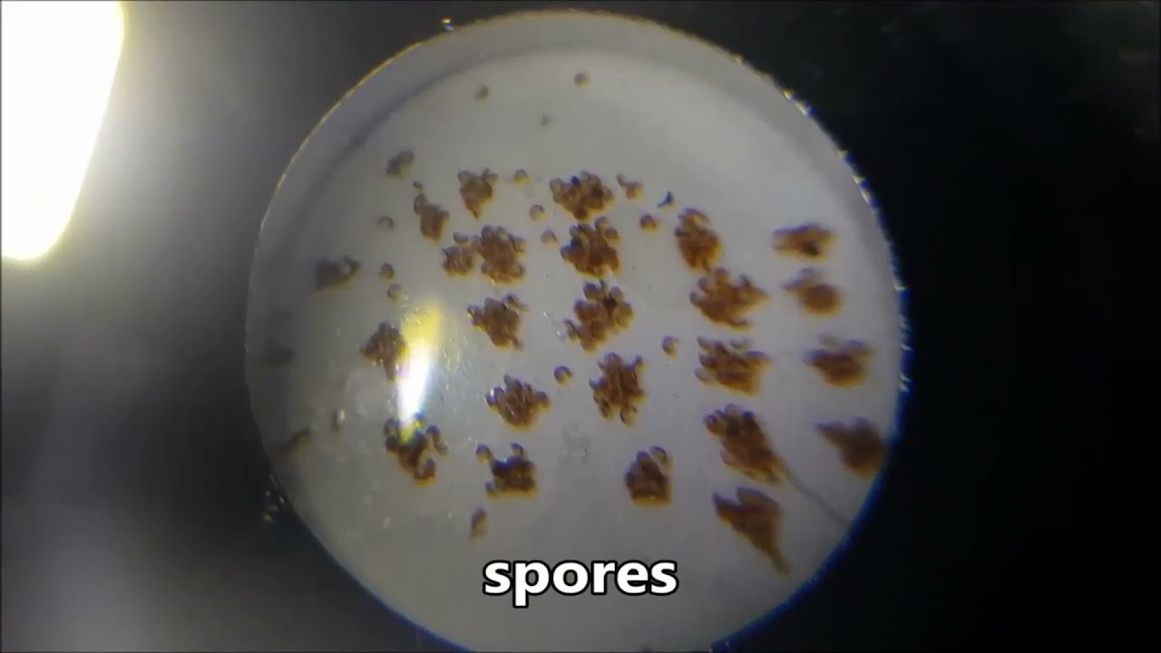 Plant Reproductive Adaptations: Spores