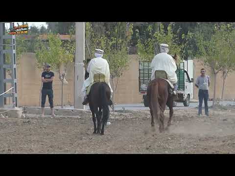 مهرجان الزاوية يازر الصخرة الطبعة الاولى 2024 07 شاهد أقوى عرض خيول في المهرجان الشعبي