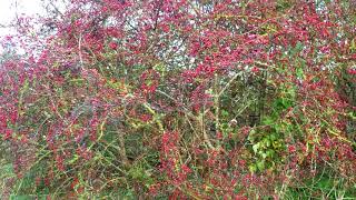 Shades of Autumn