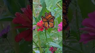 Double Monarch Butterflies on a Zinnia! 🦋 #butterfly #zinnia  #gardenscapes #shorts