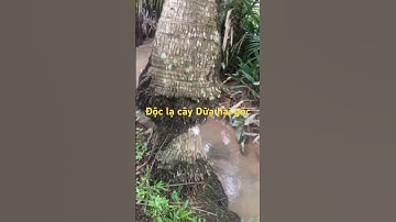 Độc lạ cây Dừa hai gốc ở Xuân Hoà Sóc Trăng.