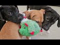 The Puppys New year 2025