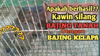 EKSPERIMEN KAWIN SILANG ANTARA BAJING TANAH GARIS TIGA X BAJING KELAPA DADA ABU-ABU|| BSH CHANNEL