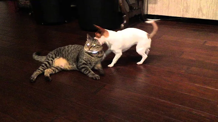 dog and cat playing