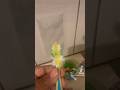 When to change your toothbrush. How hard do you brush your teeth #shorts #relatable #memes #funny