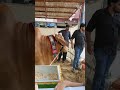 Qurbani 2025 | #Qurbani2025 #ProphetIbrahim #EidCelebration #eidvlog #travelcounting #travelblog